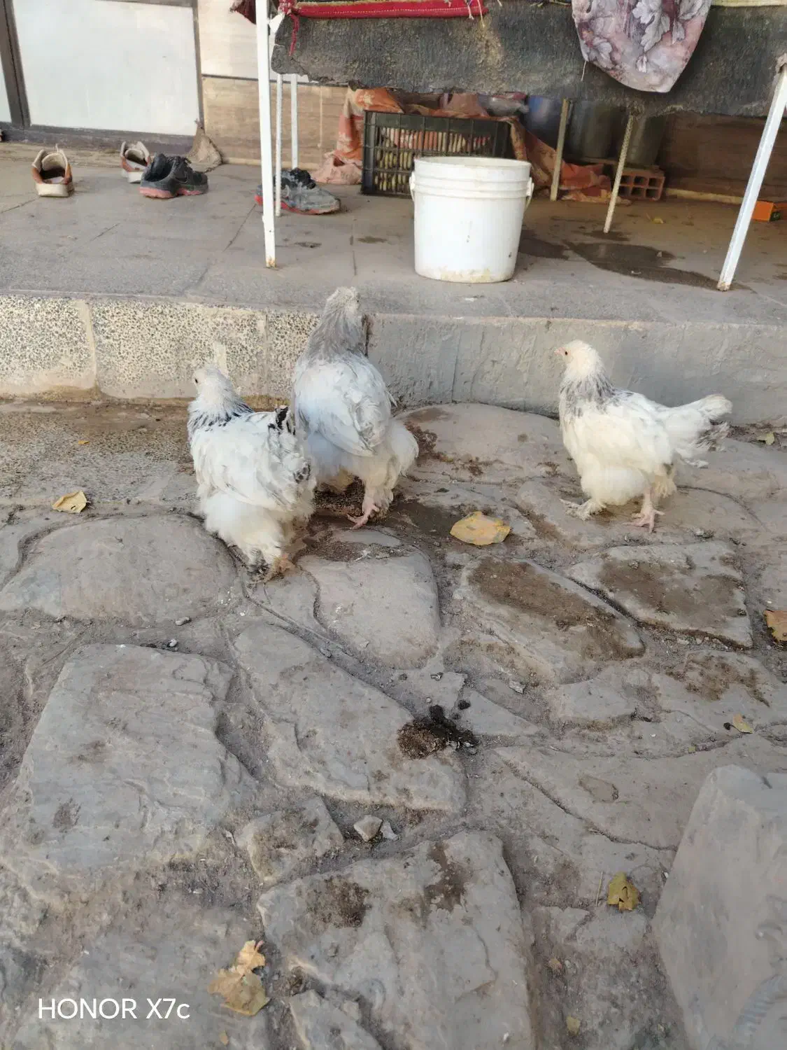 جوجه برهما|پرنده|نیشابور, دهنو|دیوار