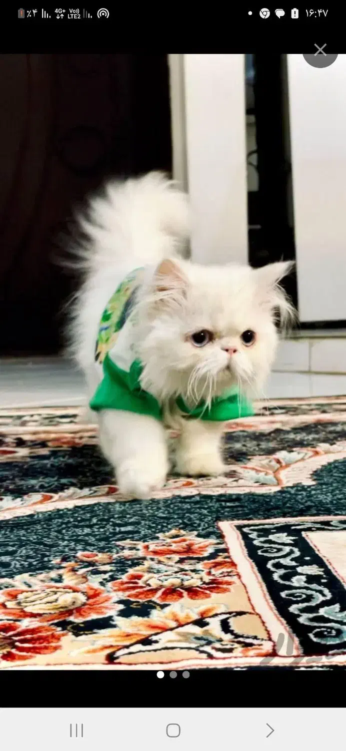 گربه|گربه|قائن, |دیوار