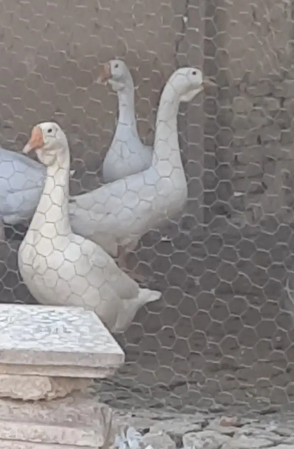 قوغاز اکراینی|حیوانات مزرعه|سورک, |دیوار