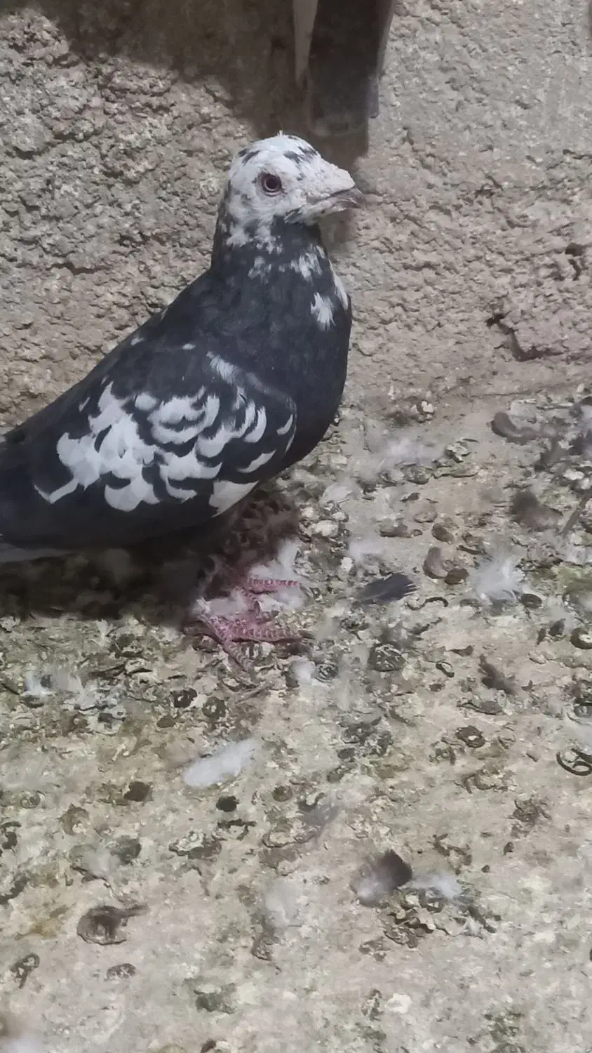 ستا کفتر خوب وسرحال.|پرنده|شیراز, کرونی(خاتونک)|دیوار