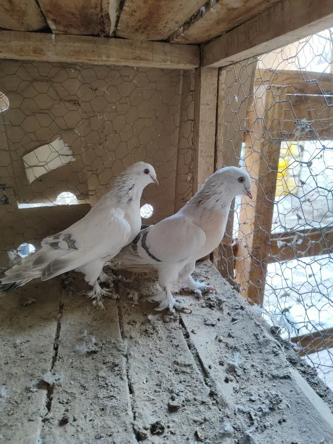 کبوتر ترکیه وارداتی بازی دار|پرنده|شهرکرد, |دیوار