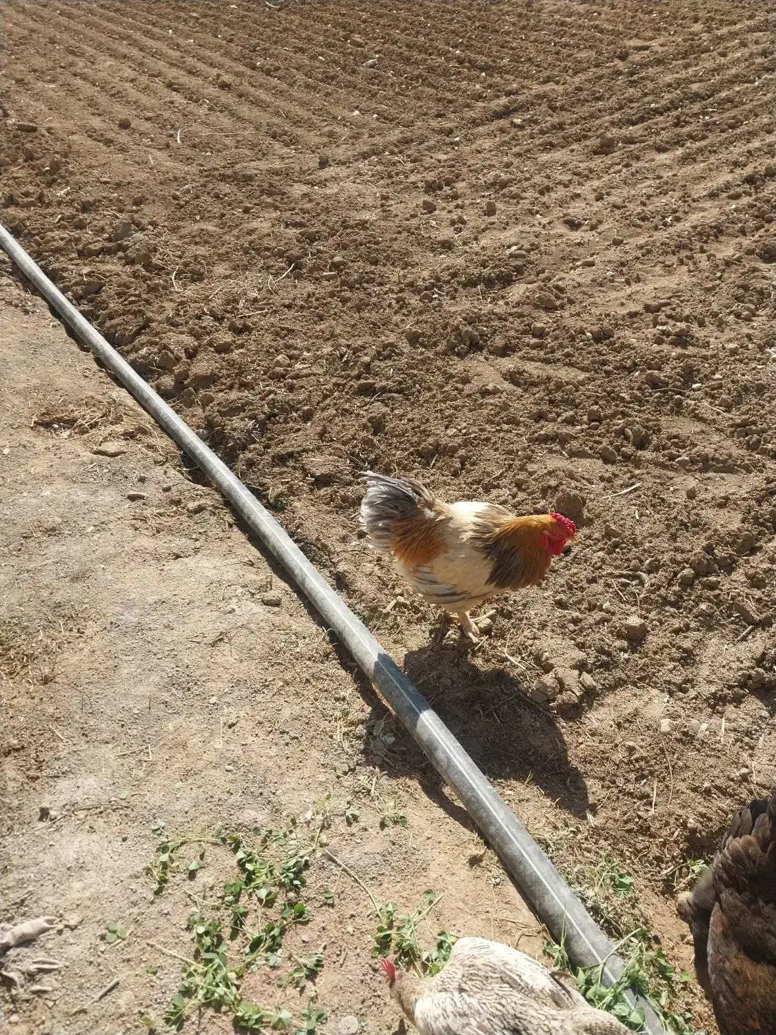 خروس ۱۸۰۰|حیوانات مزرعه|صالح آباد, |دیوار