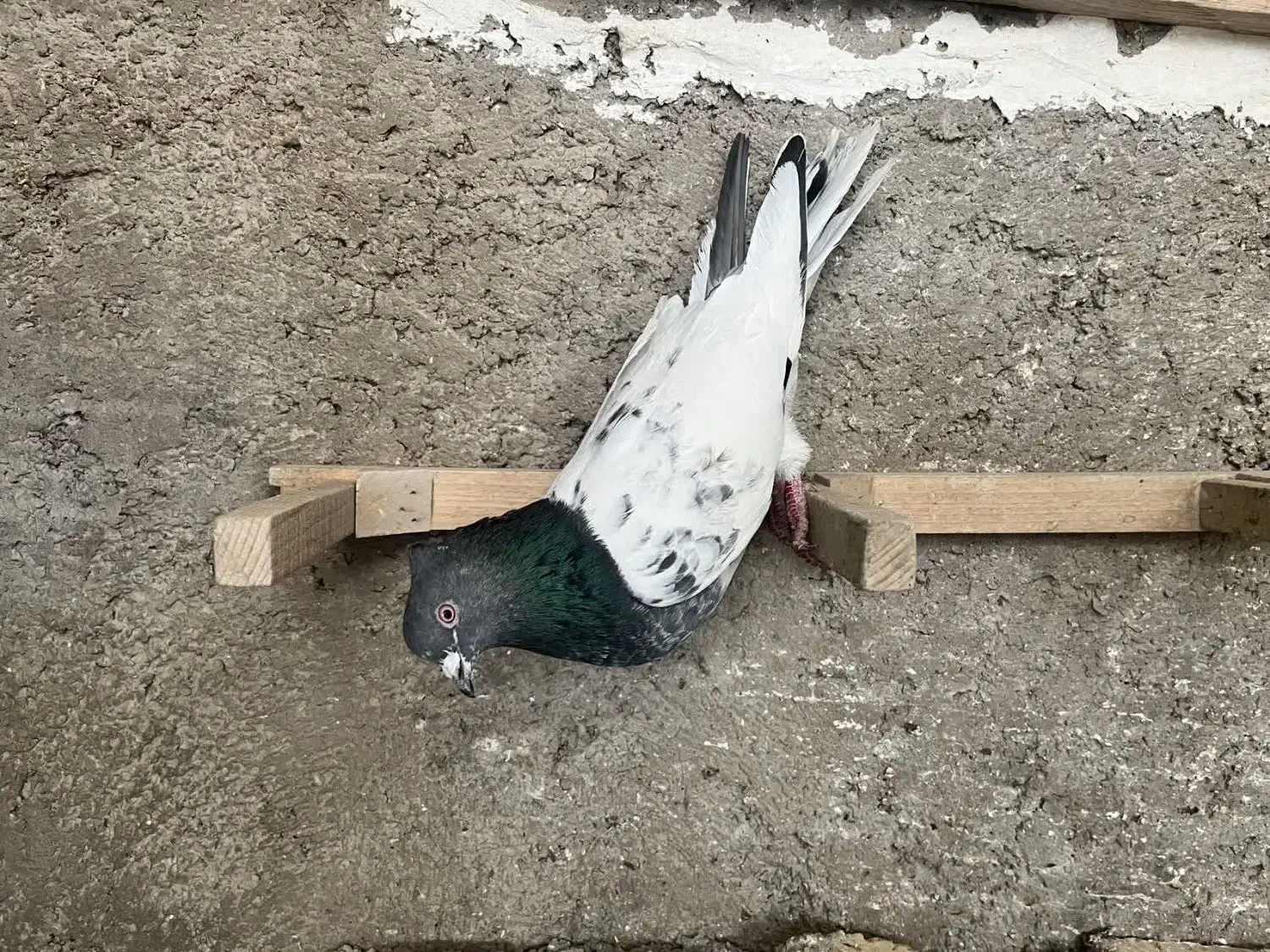 کفتر|پرنده|شیراز, گویم|دیوار