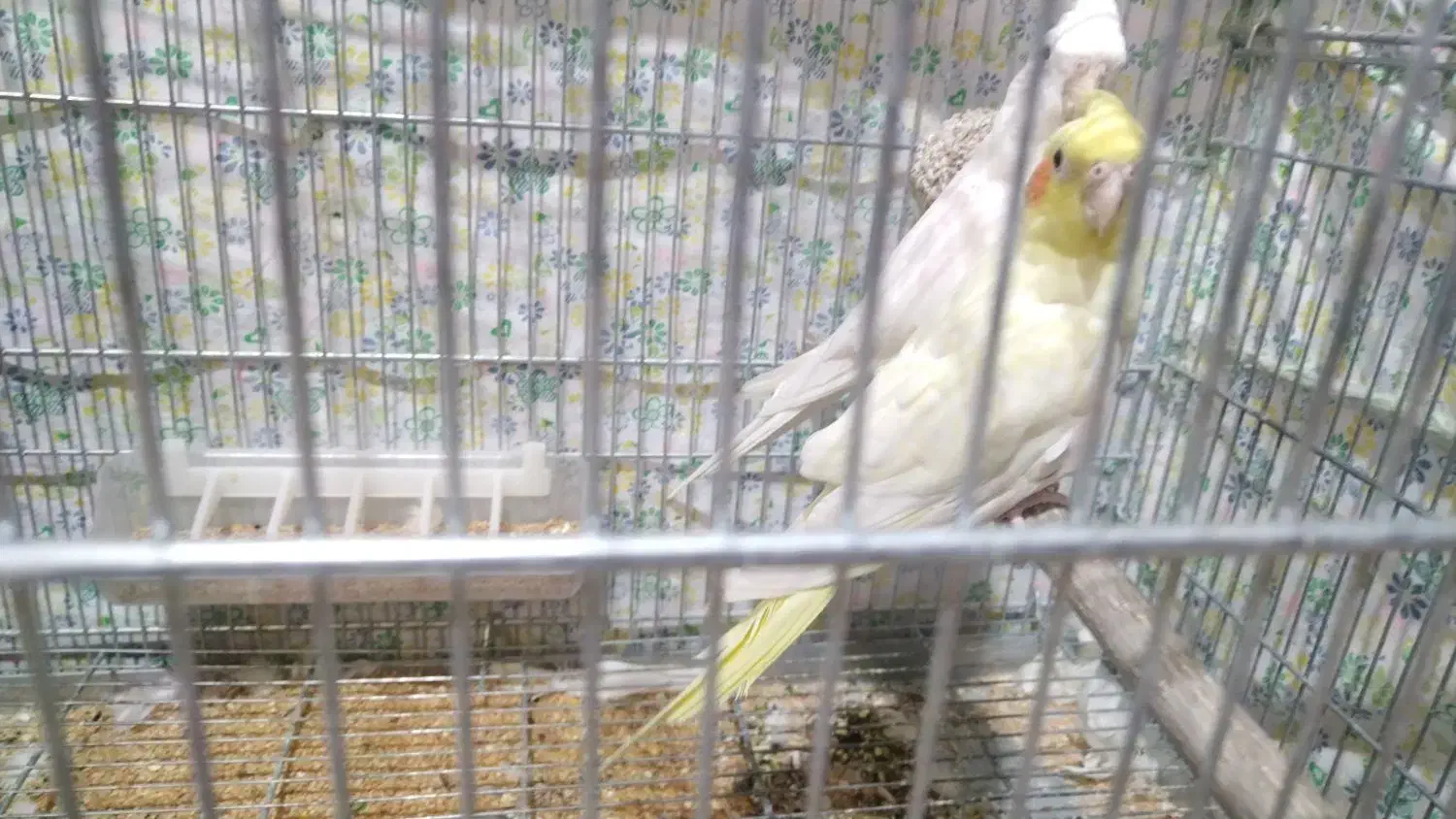 عروس هلندی مولد|پرنده|شهرضا, |دیوار