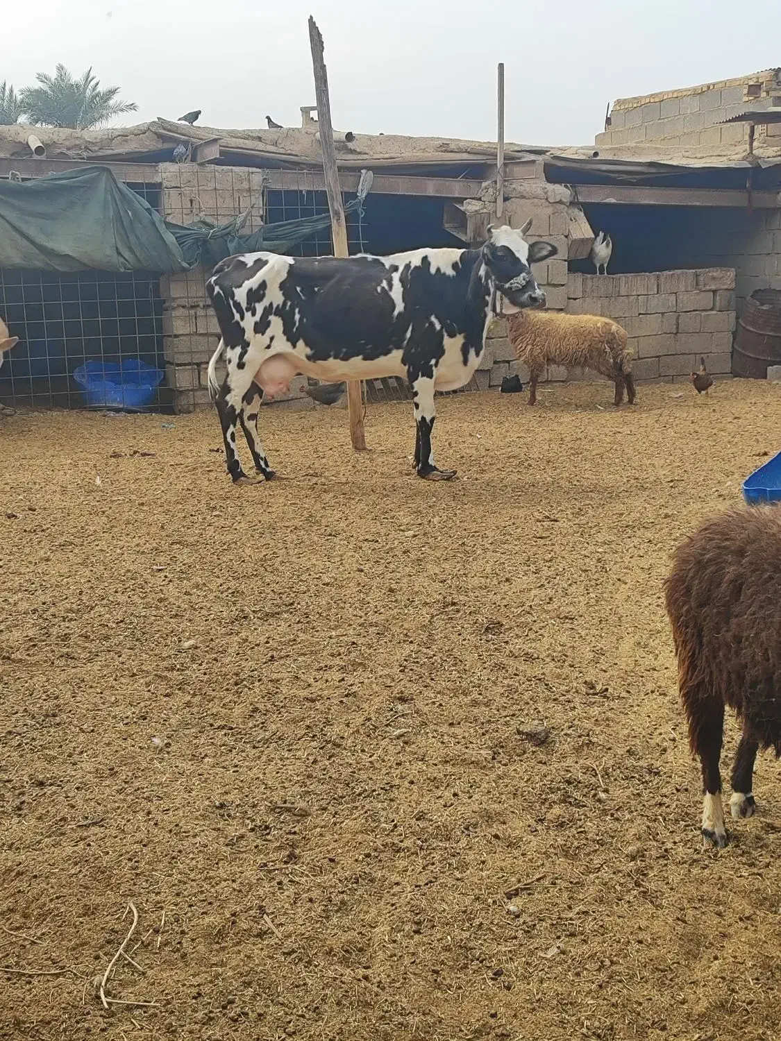 گاو خانگی|حیوانات مزرعه|بندر ماهشهر, |دیوار