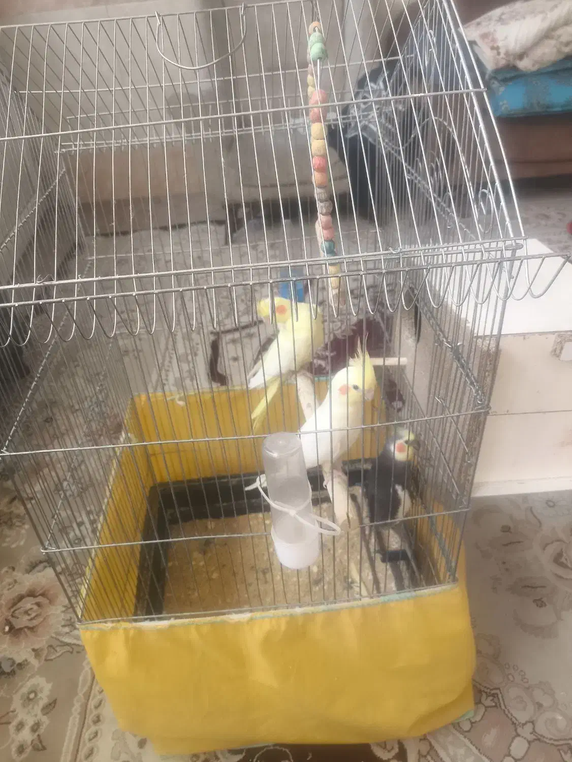 قفس پرنده|لوازم جانبی حیوانات|قم, ولیعصر|دیوار