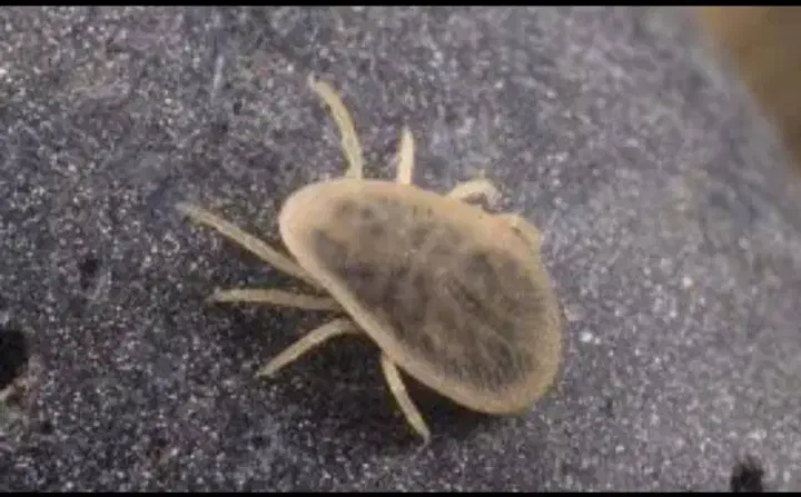 سمپاشی تضمینی ساس سوسک کنه۱۰۰٪(رسالت پنچتن گلشهر )|خدمات نظافت|مشهد, طلاب|دیوار