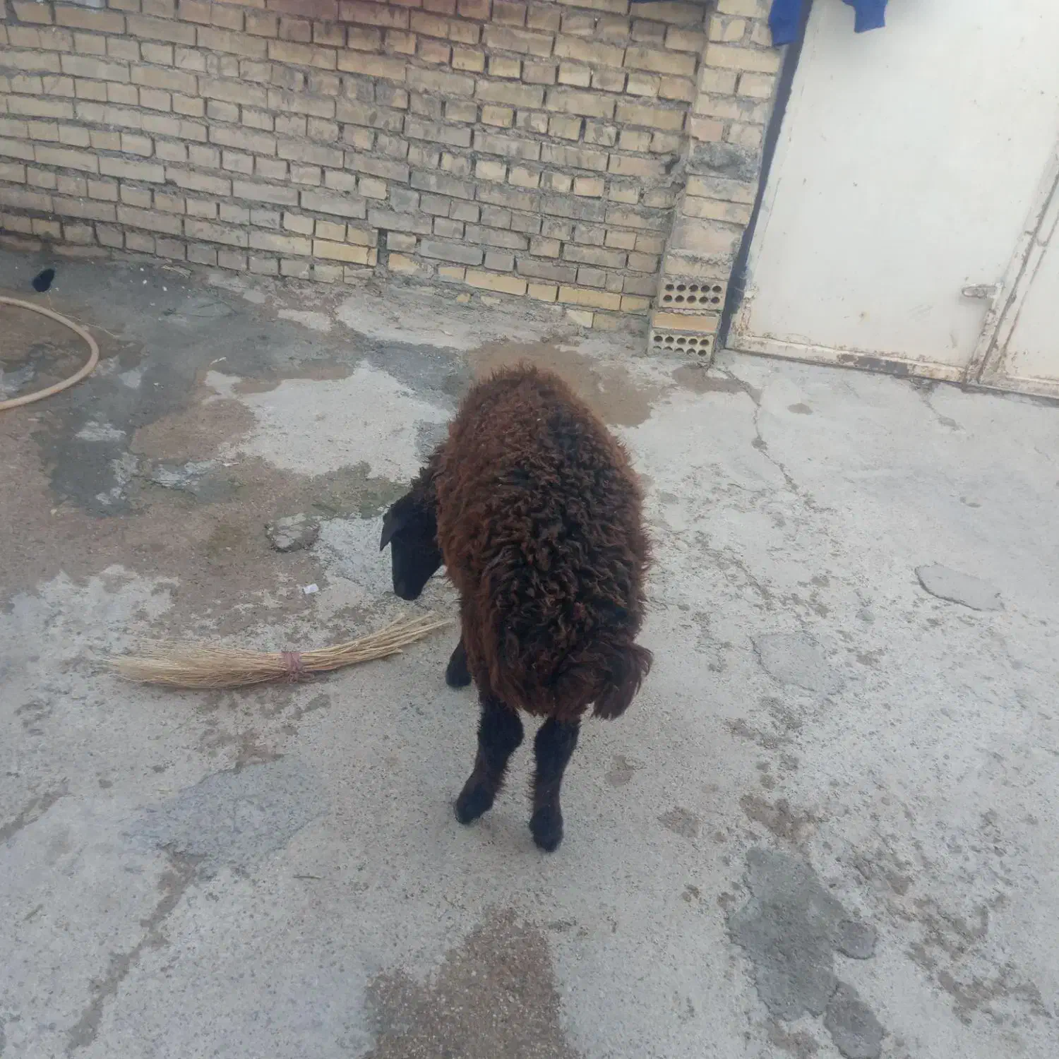 دو بره یک نر ویک ماده|حیوانات مزرعه|شوشتر, |دیوار