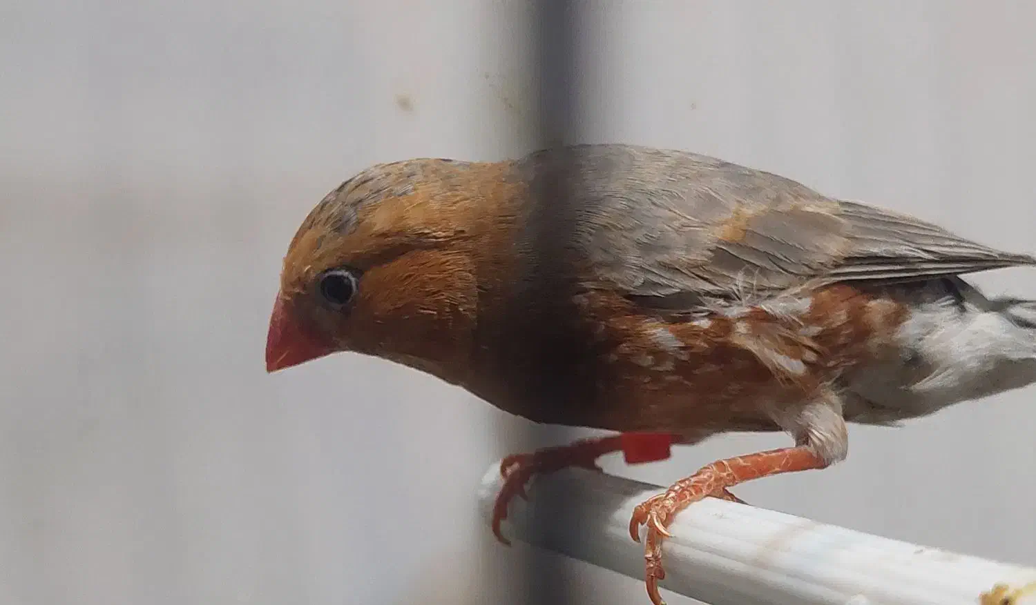 تعدادی فنج انگلیسی واورنج اروپایی|پرنده|خمینیشهر, |دیوار