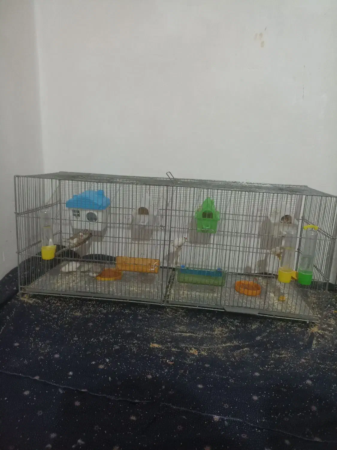 فنچ|پرنده|قروه, |دیوار