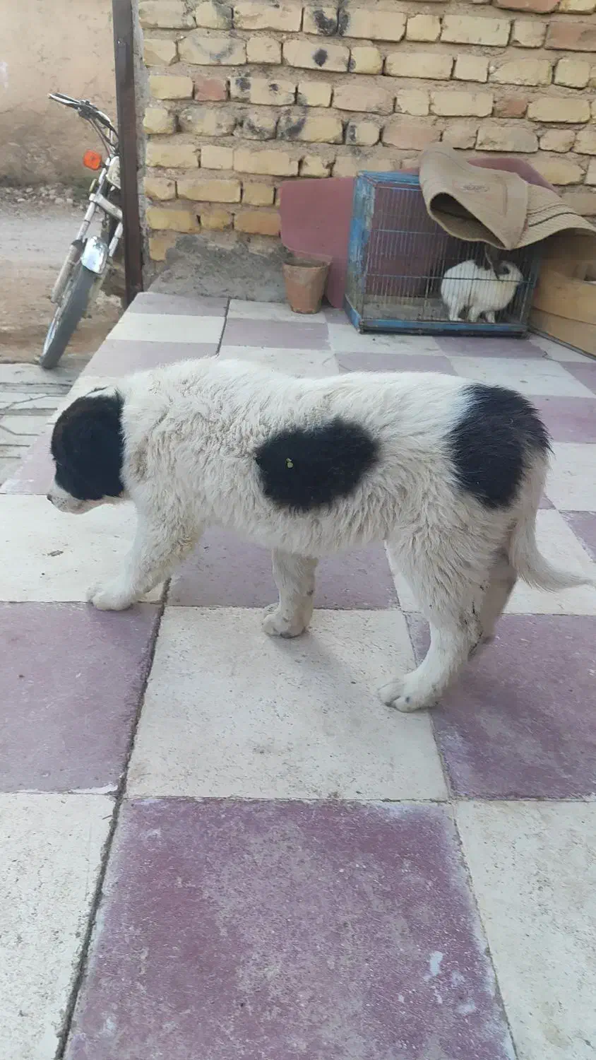 واگذاری سگه قدرجونی|سگ|فسا, |دیوار