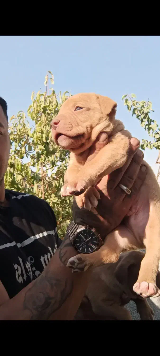 پیتبول|سگ|شاهین‌شهر, فردوسی|دیوار