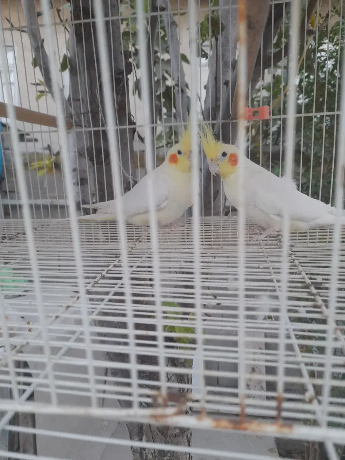 عروس هلندی|پرنده|گمیشان, |دیوار