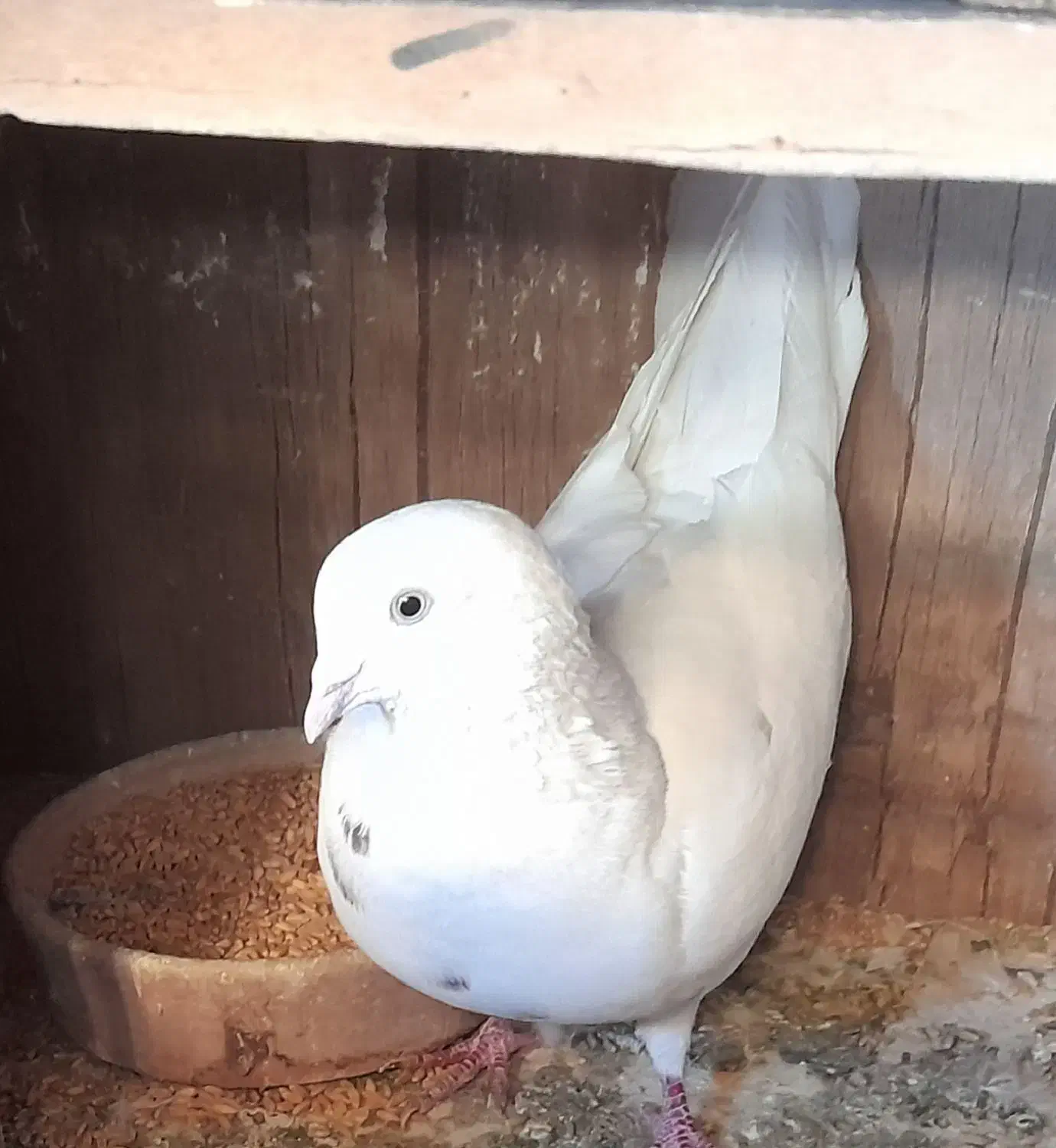 فروش گفتر یا کبوتر|پرنده|پرند, فاز ۵|دیوار