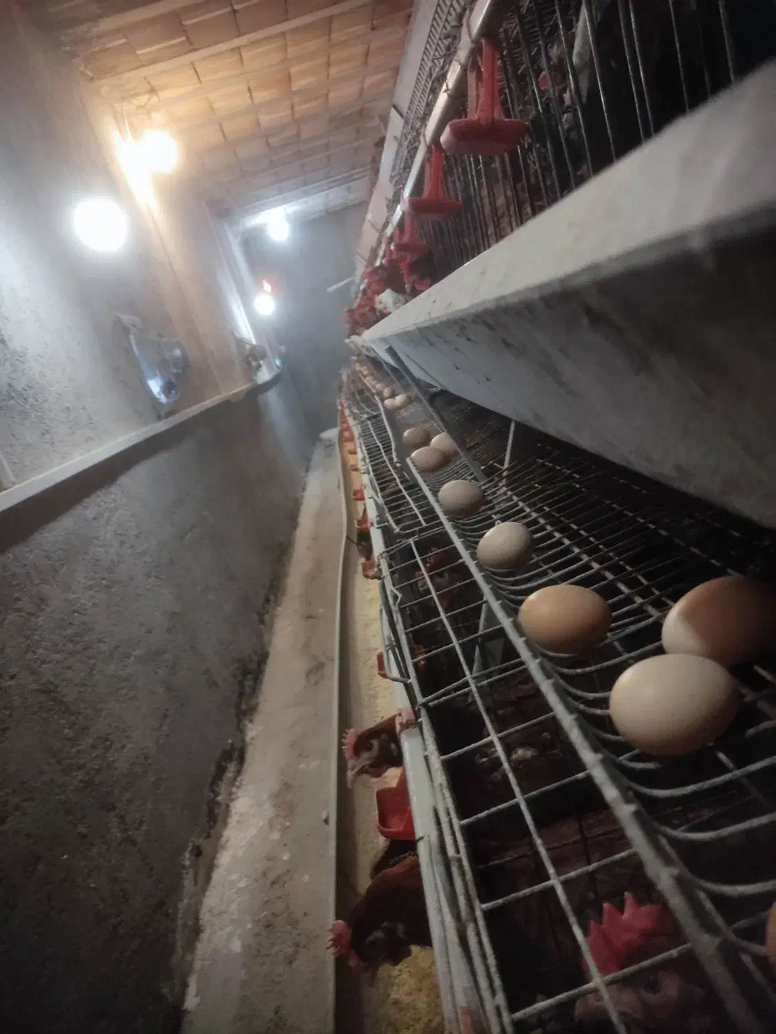 قفس مرغ تخمگذار و تجهیزات مرغداری|لوازم جانبی حیوانات|نیشابور, دربقاضی|دیوار