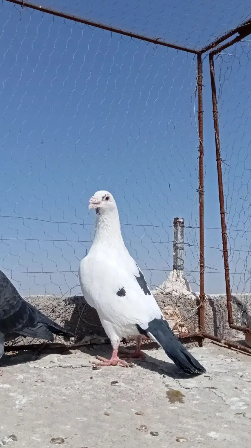 فروشی|حیوانات|تربت جام, شهرک آزادگان|دیوار