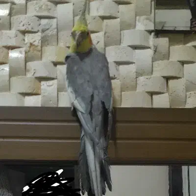 600|پرنده|صومعه‌سرا, |دیوار