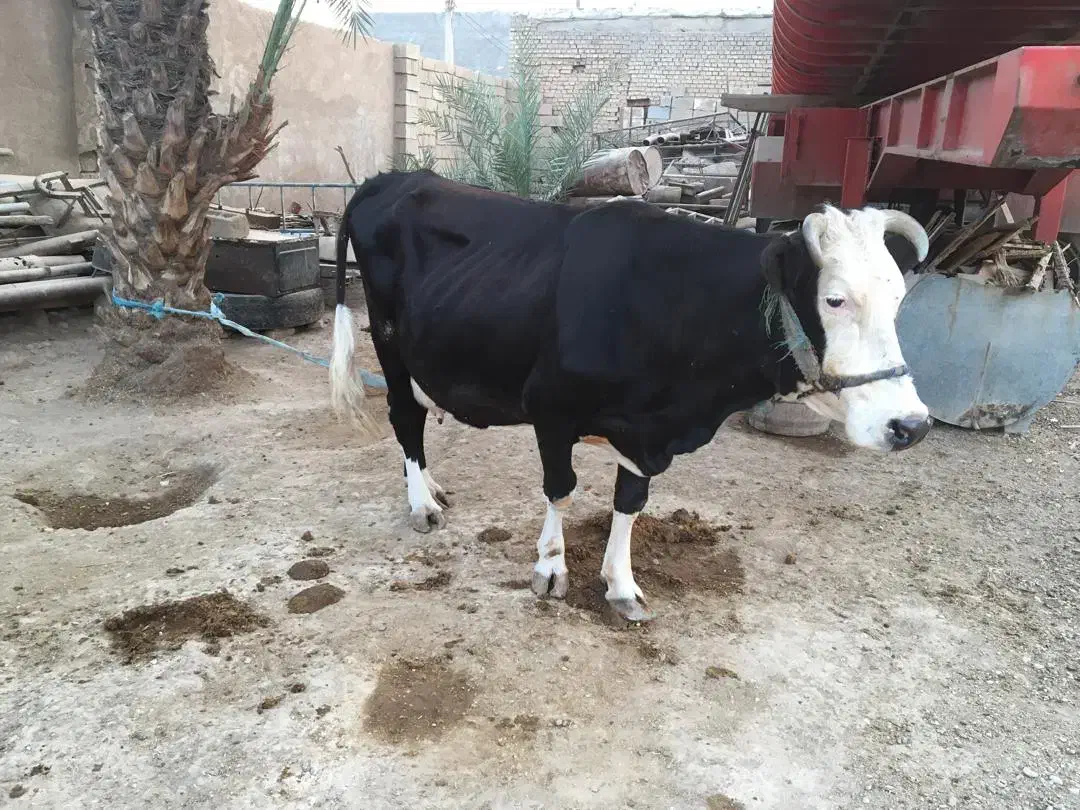 گاو خانگی سرحال|حیوانات مزرعه|باوی, |دیوار