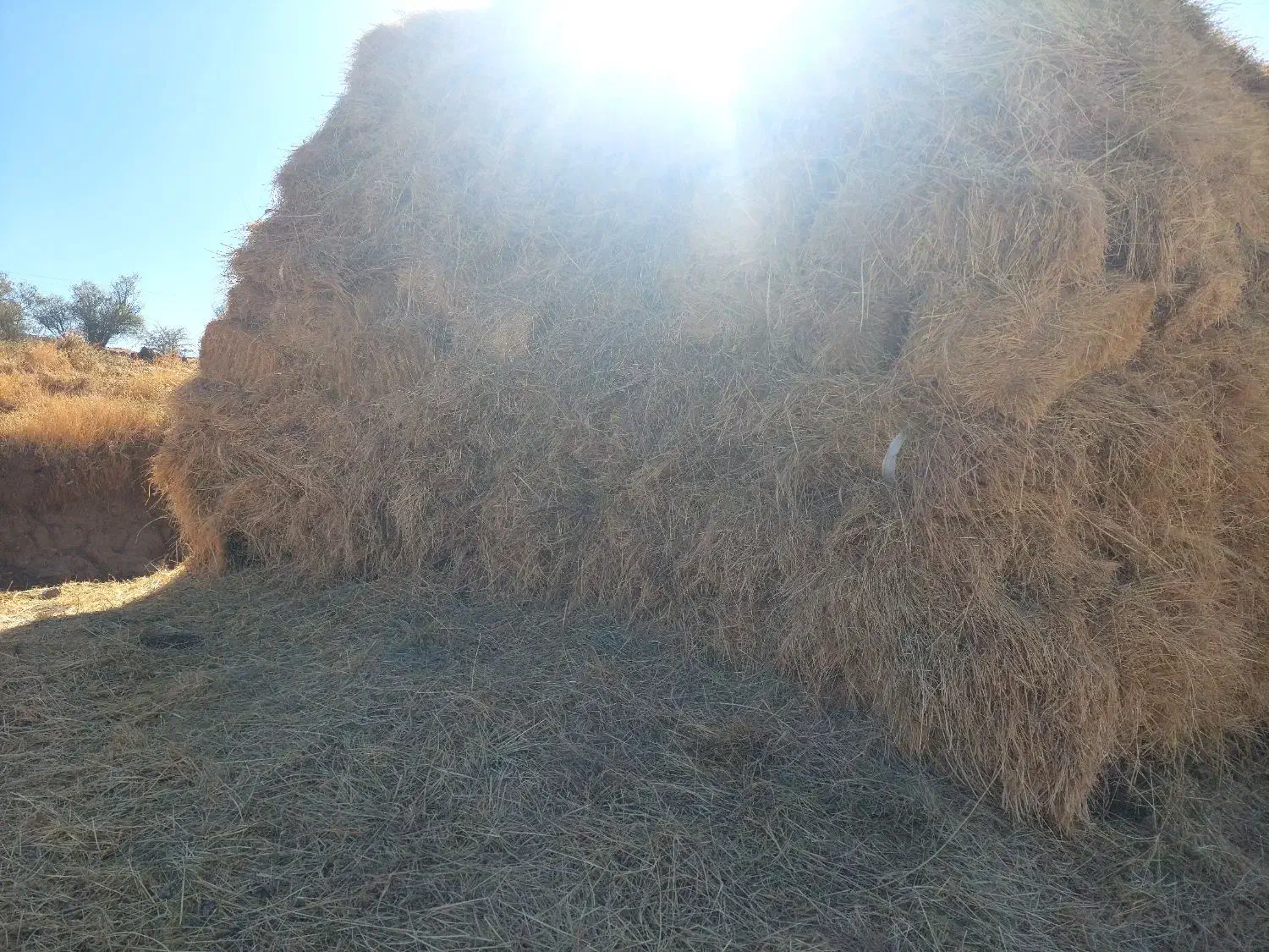 علف فروشی|لوازم جانبی حیوانات|فیروز, |دیوار