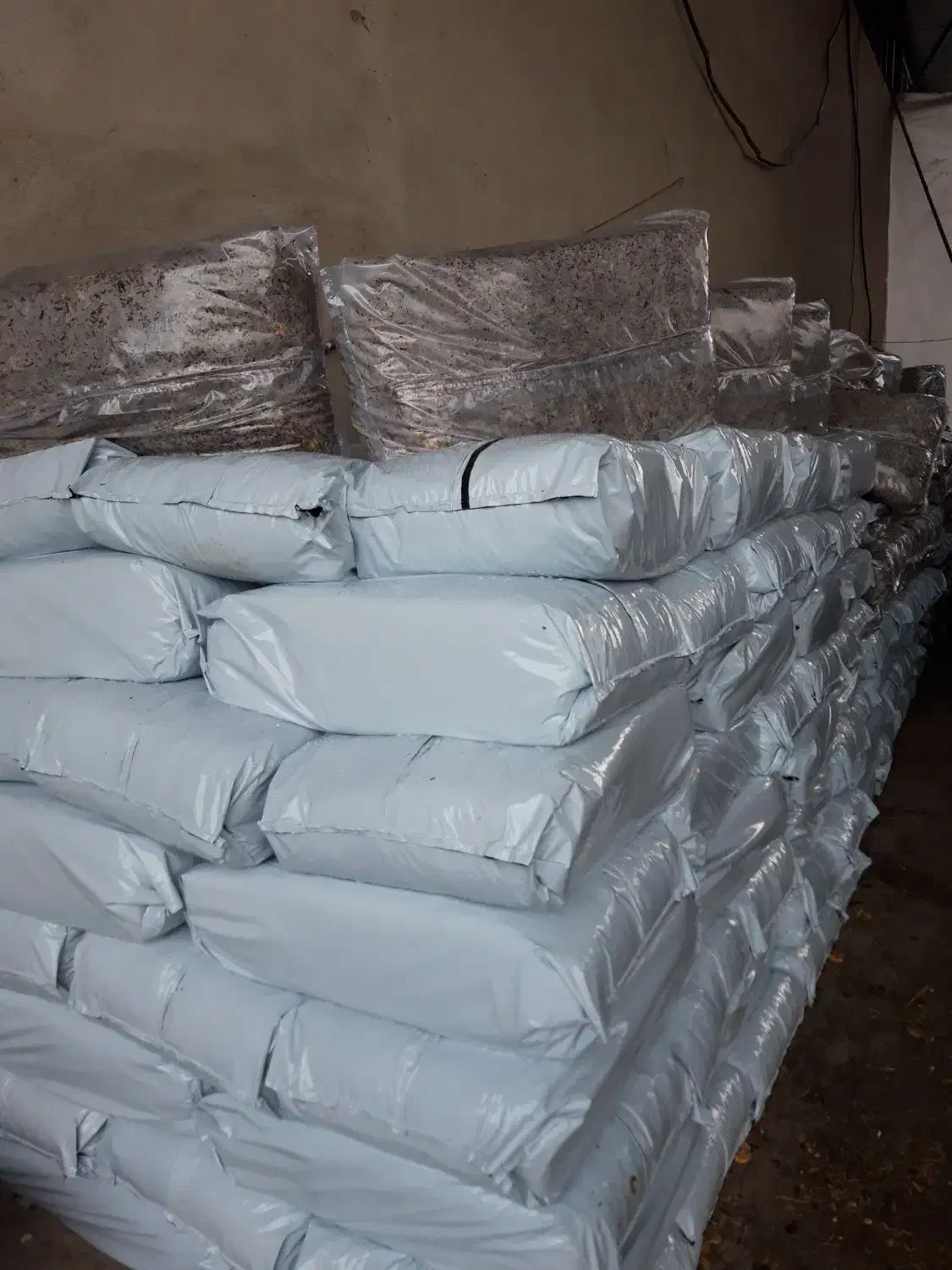 ذرت سیلاژ پر دان|عمده‌فروشی|بشاریات, |دیوار