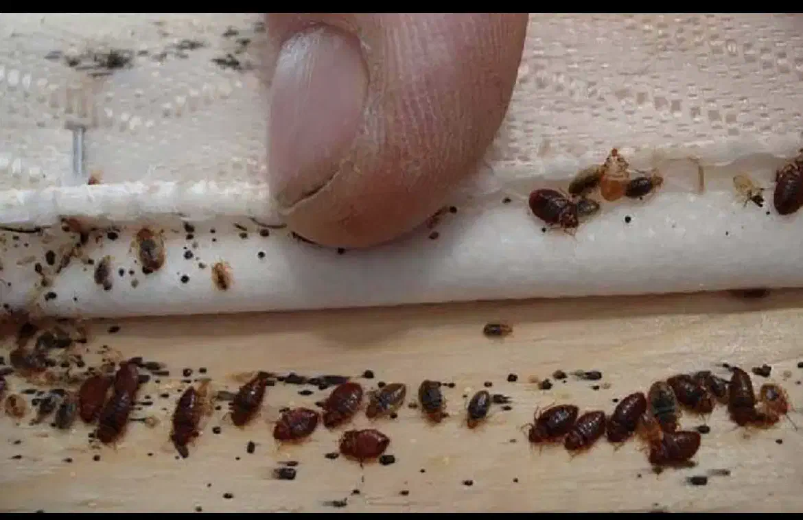 موریانه زدایی با ضمانت کتبی وسمپاشی تخصصی ساس|خدمات نظافت|دزفول, |دیوار