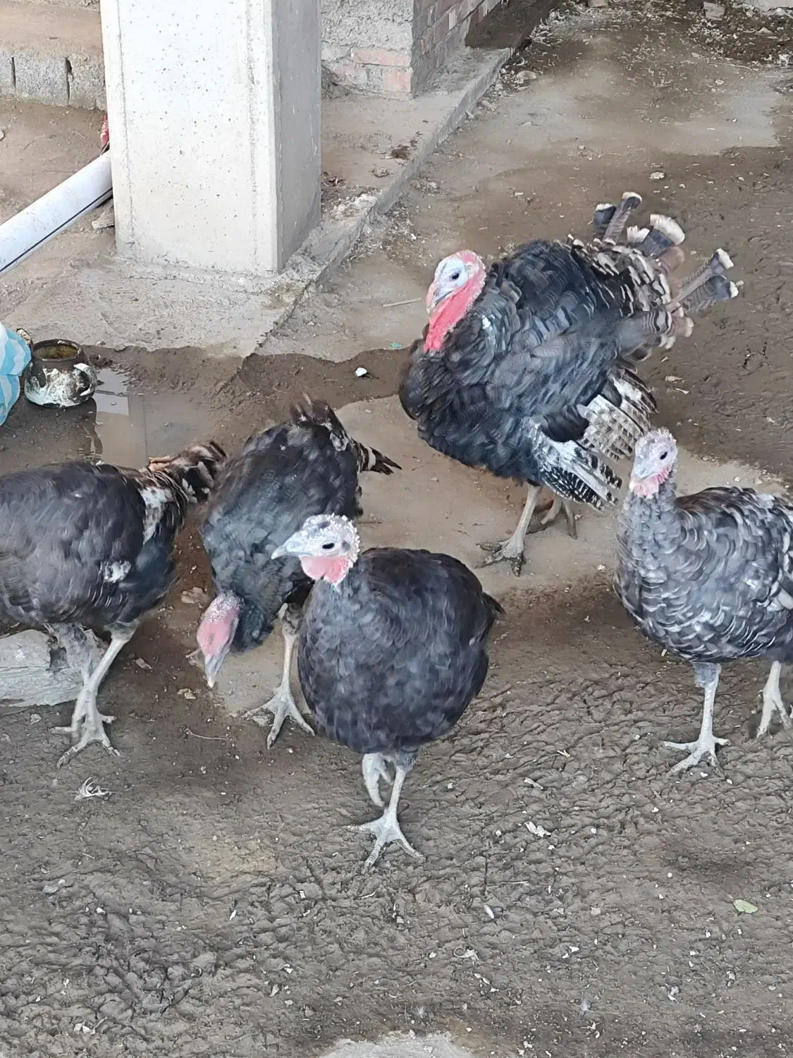 بوقلمون برنز اصل و درجە یک فریح|حیوانات مزرعه|پیرانشهر, |دیوار