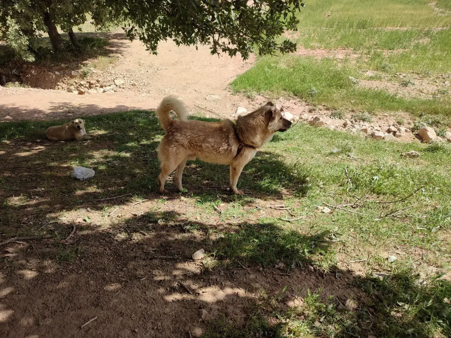 سگ درسگ|سگ|ایوان, |دیوار