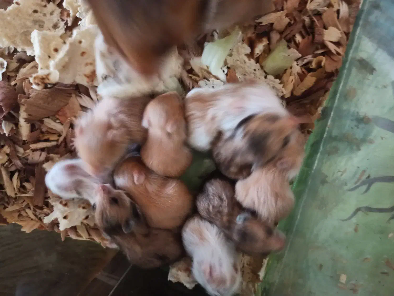 همستردستی و مینیاطوری|موش و خرگوش|شیراز, شهرک مهرگان|دیوار