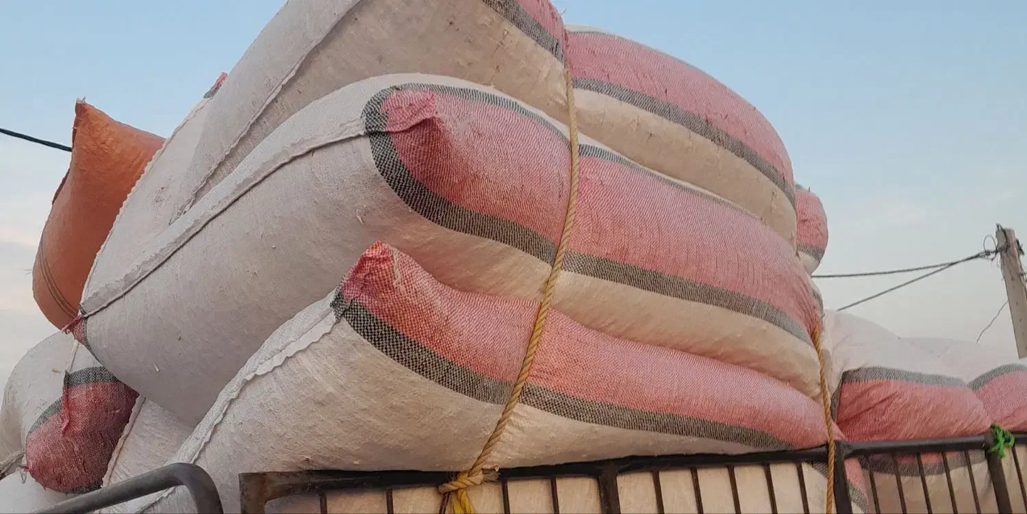 گوسفند کالوبیا|حیوانات مزرعه|شوش, |دیوار