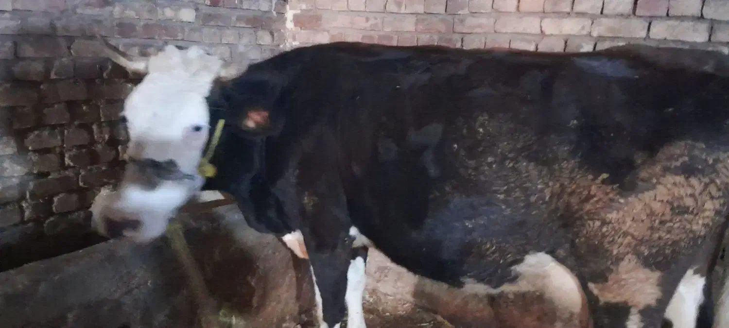 گاوباگوساله|حیوانات مزرعه|ازنا, |دیوار