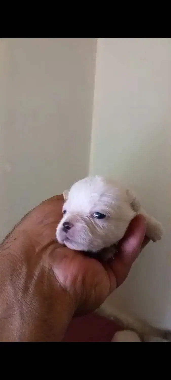 واگذاری توله اصیل پاگ|سگ|ابریشم, |دیوار