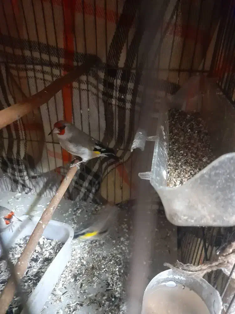 سِره|پرنده|تهران, حسین‌آباد|دیوار