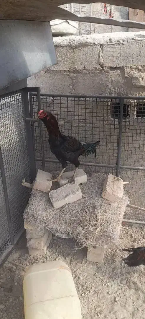 مرغ لاری|حیوانات مزرعه|جزنیک, |دیوار