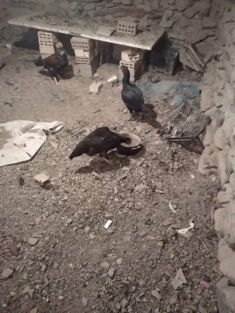 دو عدد مرغ|پرنده|مریوان, |دیوار