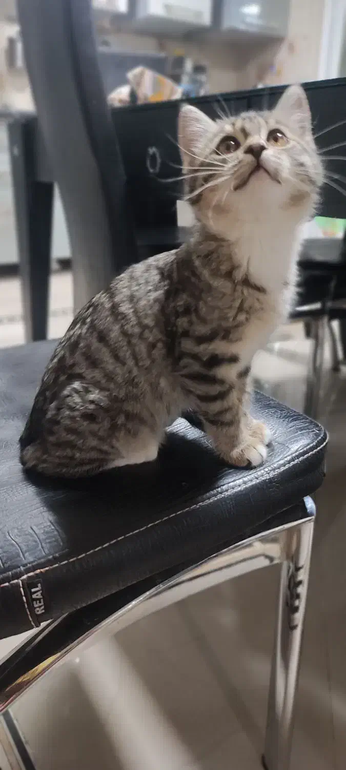 واگذاری گربه|گربه|بیرجند, |دیوار