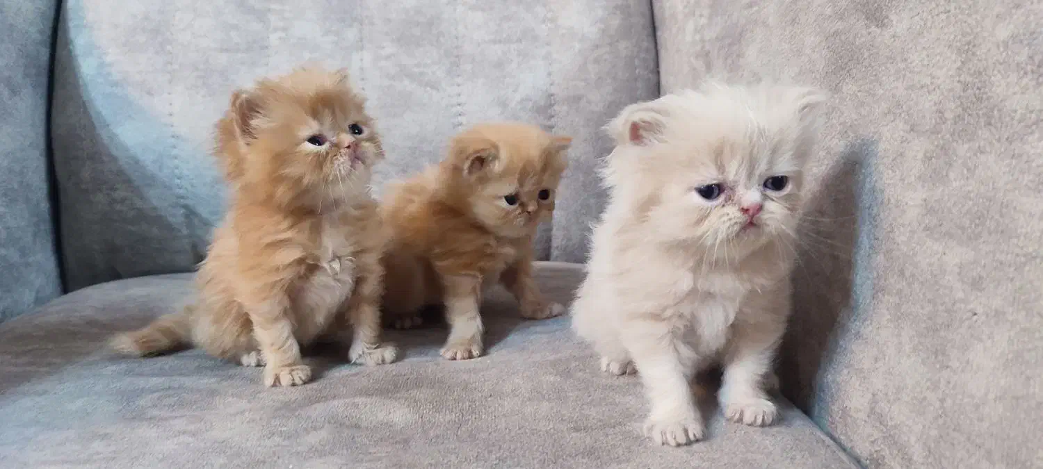 گربه های پرشین و بازیگوش|گربه|تهران, پارک شهر|دیوار