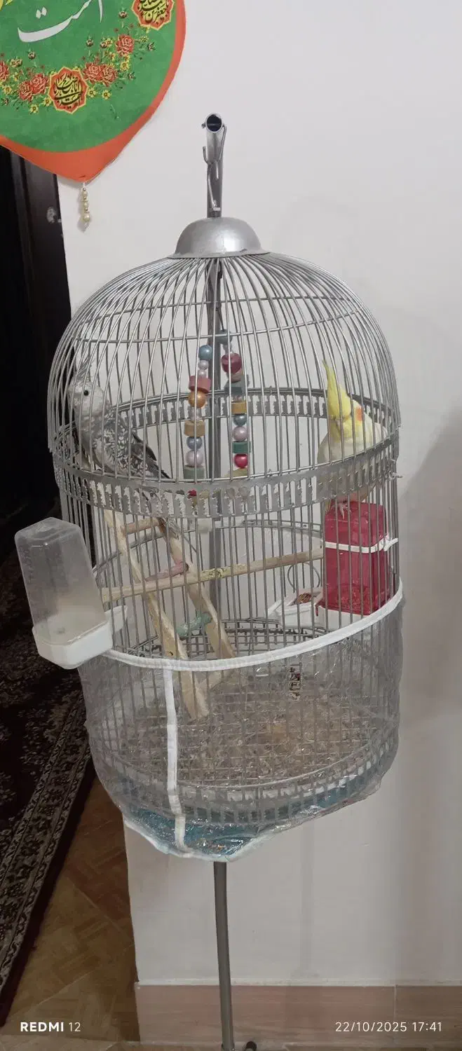 جفت عروس هلندی دستی|پرنده|بیرجند, |دیوار