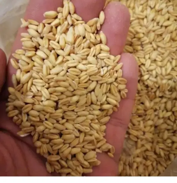 گندم|خوردنی و آشامیدنی|انگوران, |دیوار