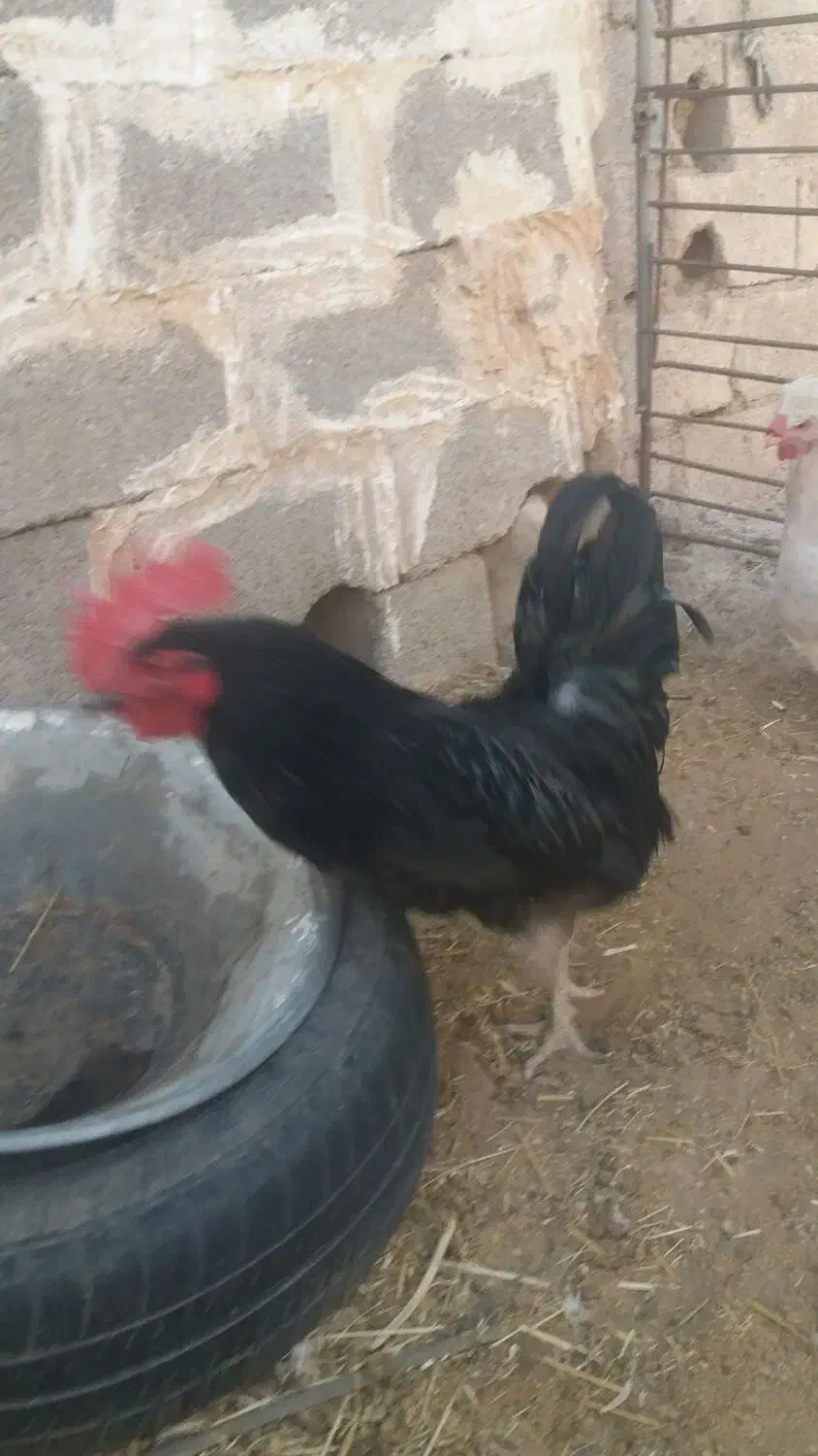 خروس سیاه جوان مورموری معاوضه با وارک خوب هم دارم|پرنده|آبدانان, |دیوار