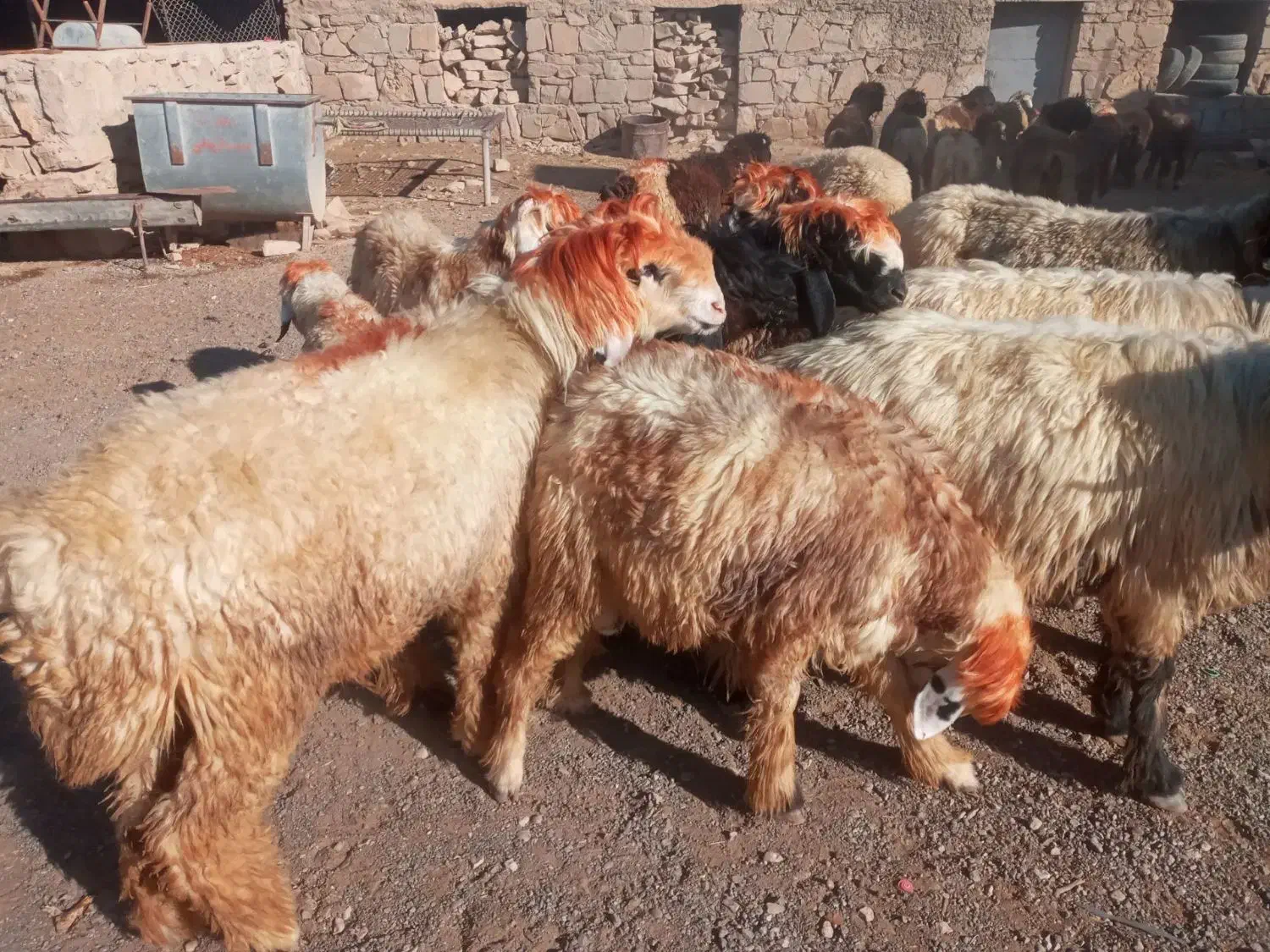 بره گوشتی چاق|حیوانات مزرعه|مسجد سلیمان, |دیوار