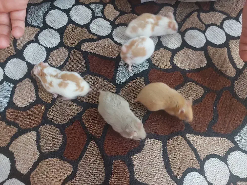 همستر های بامزه|موش و خرگوش|شیراز, دشت چنار|دیوار