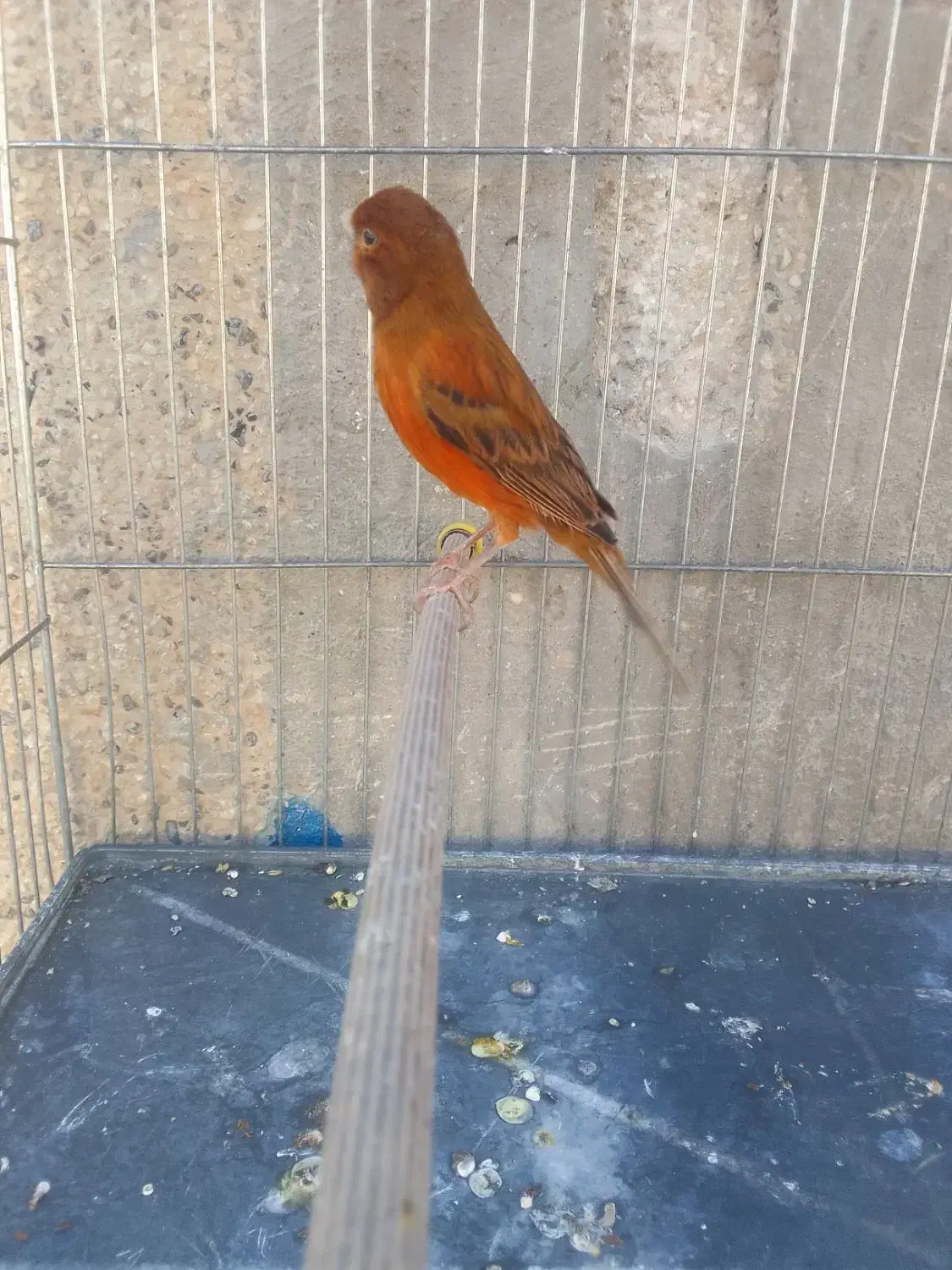 قناری سرخ مست|پرنده|شیراز, کوشک میدان|دیوار