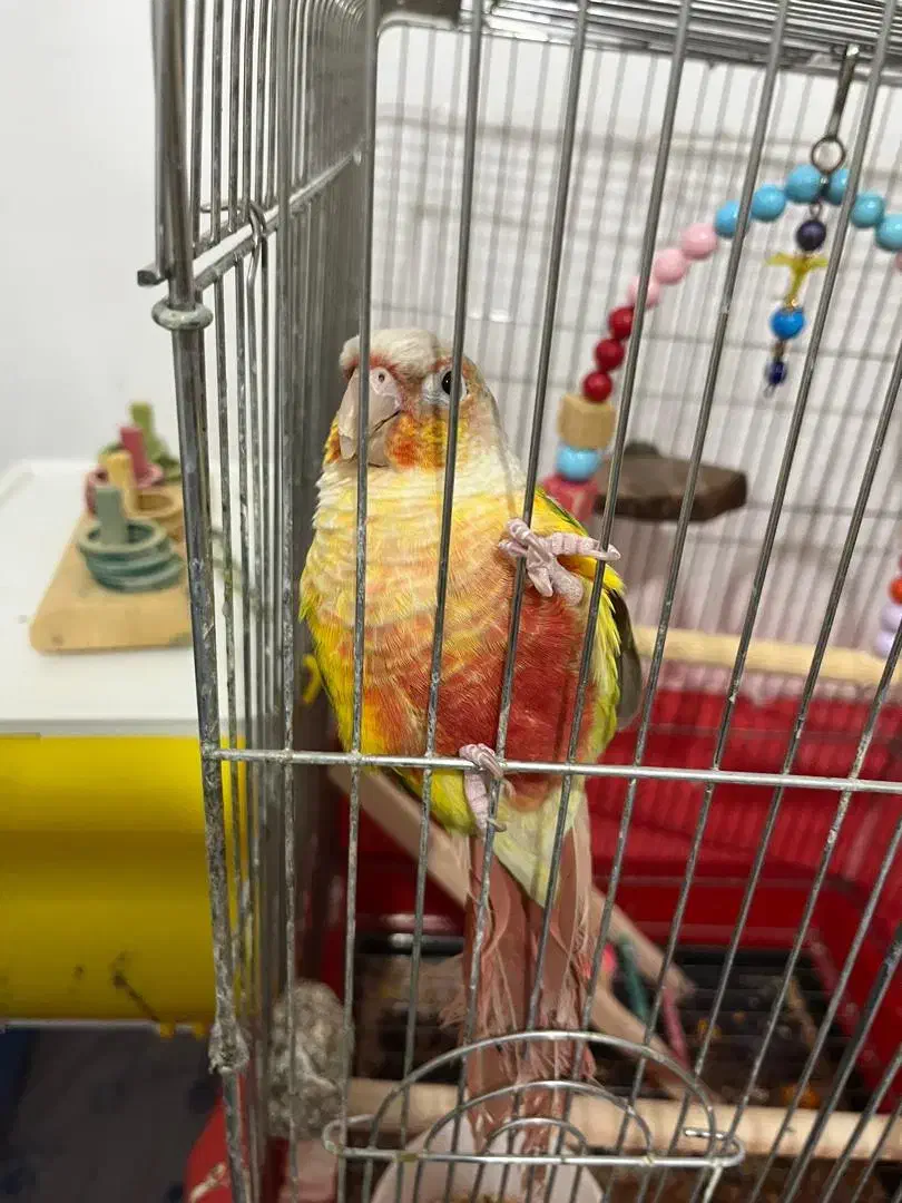 طوطی گرینچیک|پرنده|زنجان, |دیوار