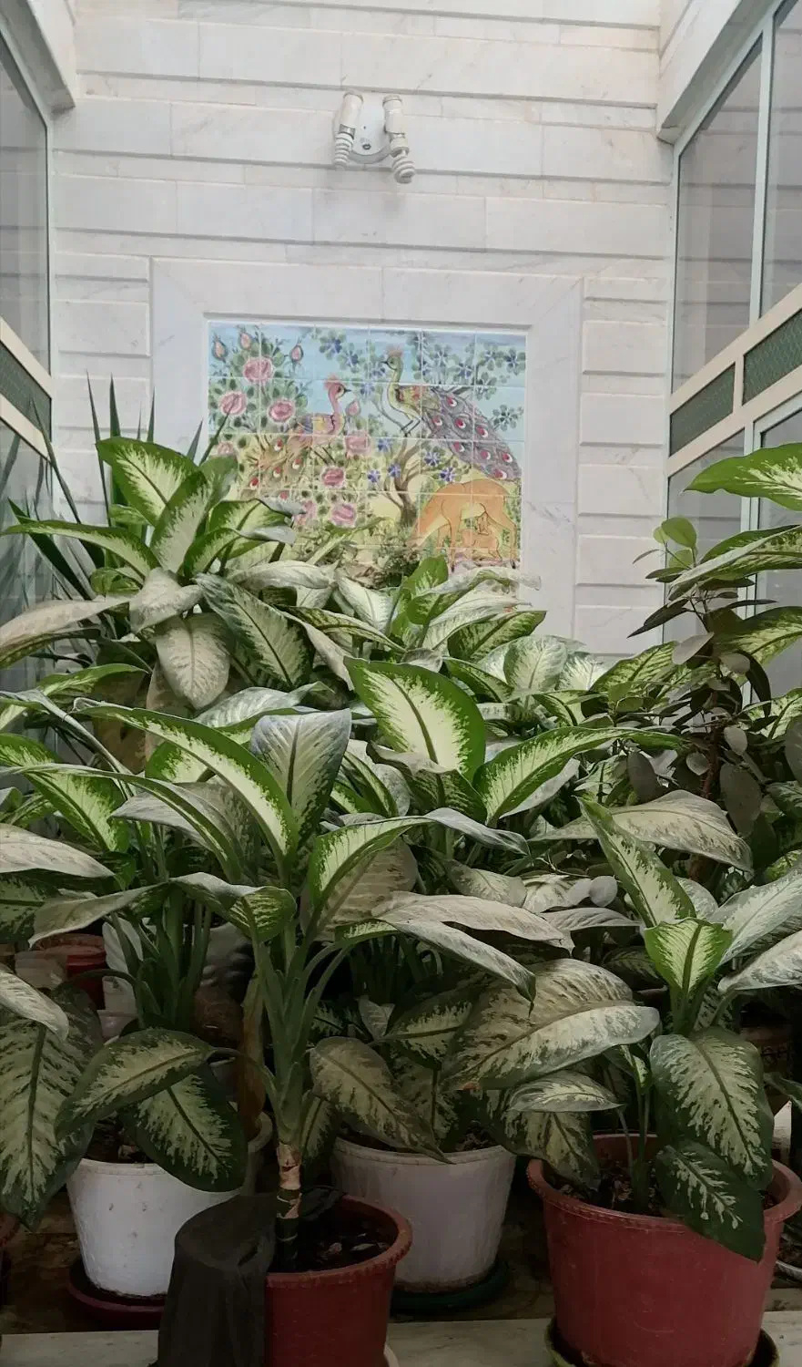 گل زیبا|گل و گیاه طبیعی|نجفآباد, مزرعه طالب|دیوار