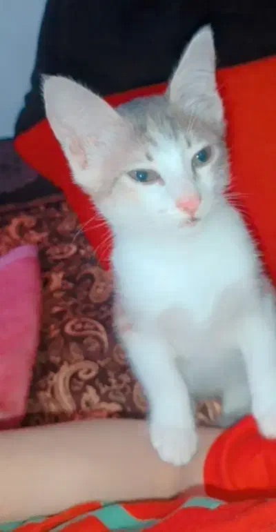 واگذاری گربه نژاد Dsh|گربه|رشت, حمیدیان|دیوار