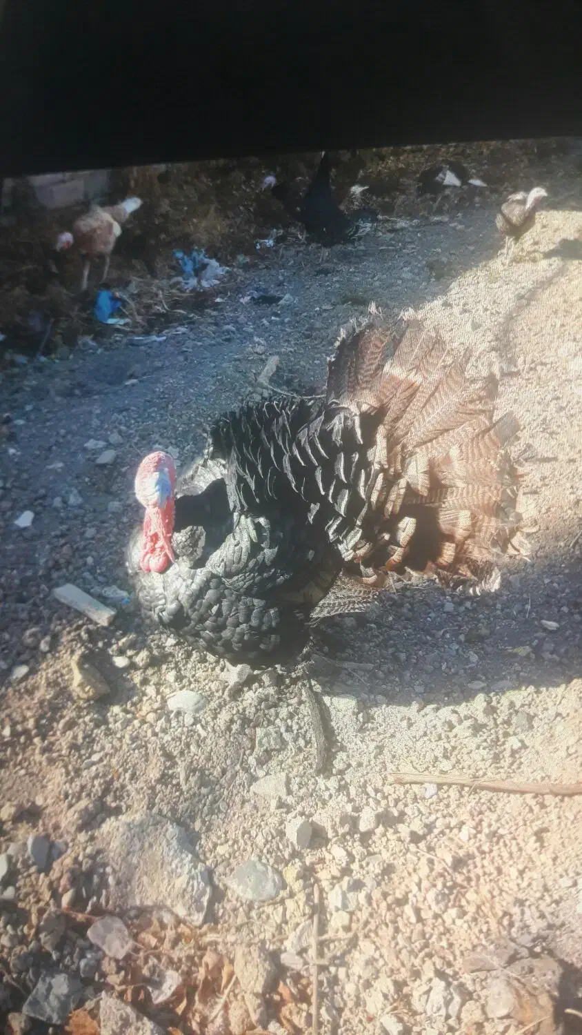 بوقلمون های محلی برنزوبوربون|حیوانات مزرعه|کامیاران, |دیوار