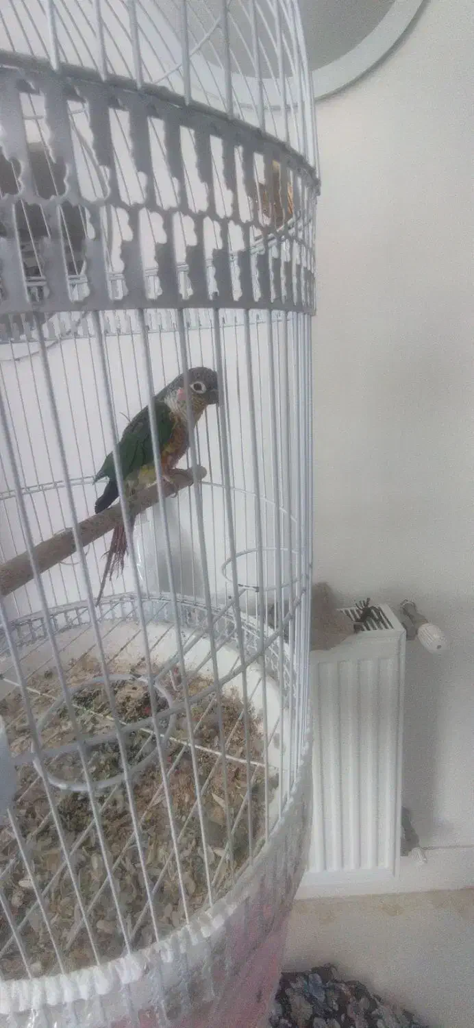 گرینچیک نر سالم و سرحال|پرنده|فردوس (خراسان), |دیوار