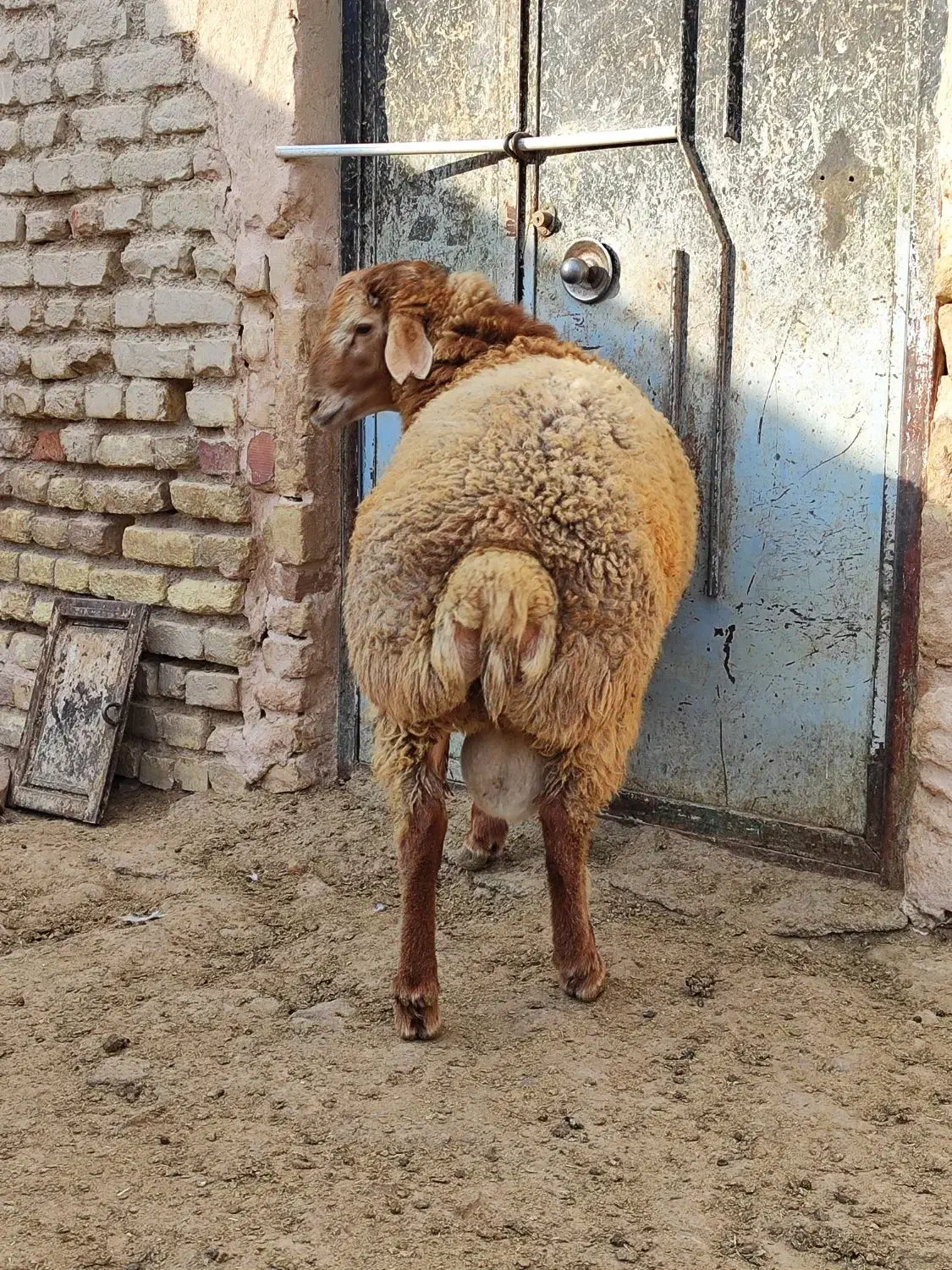 بره قوچ هترو|حیوانات مزرعه|اسفراین, |دیوار