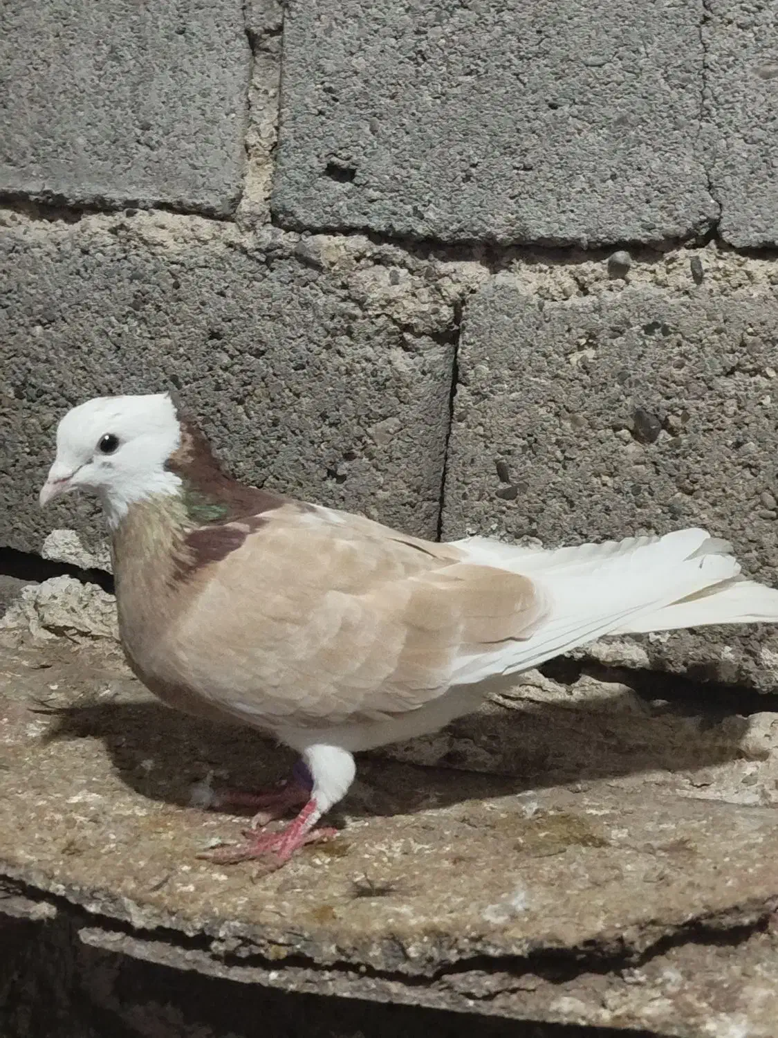 کبوتر ابلاغ طوقی|حیوانات|میاندوآب, |دیوار