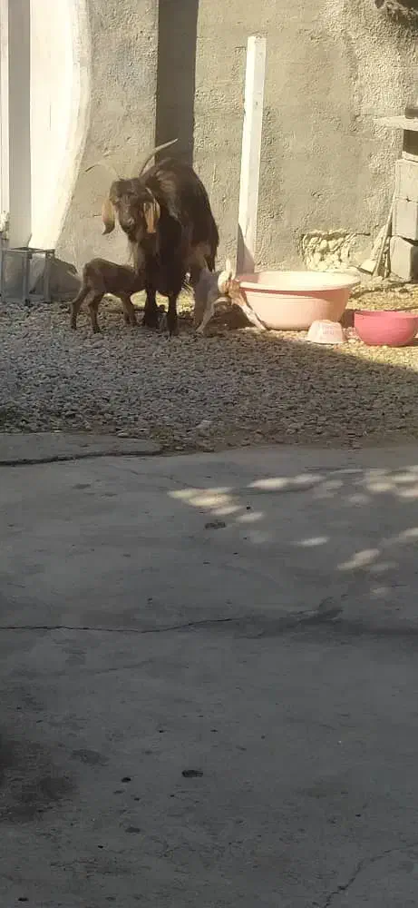 بز دو قلو زا|حیوانات مزرعه|چرام, |دیوار